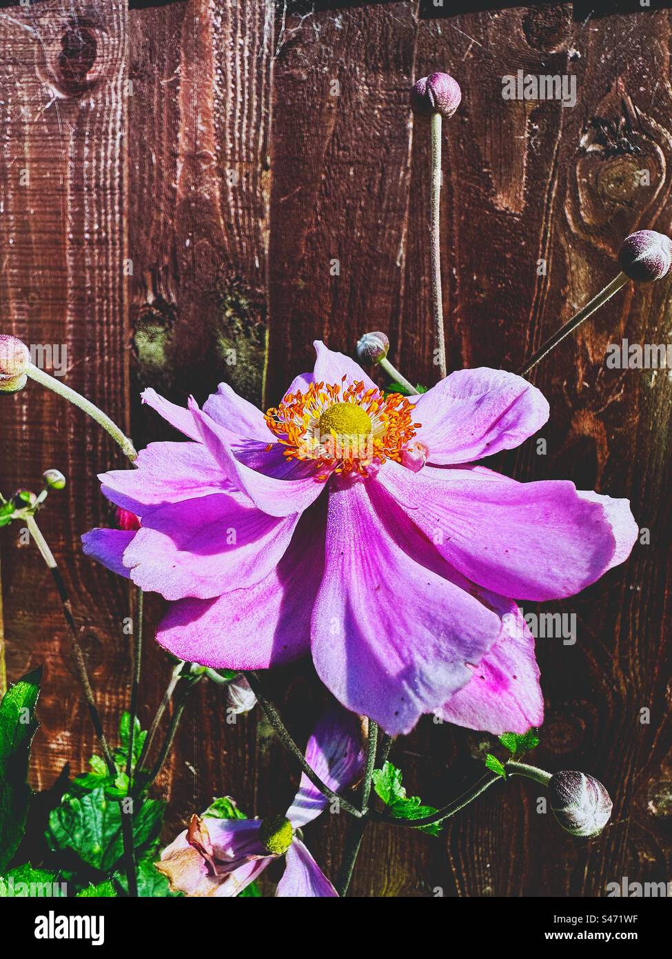 Pink anemone flower Stock Photo