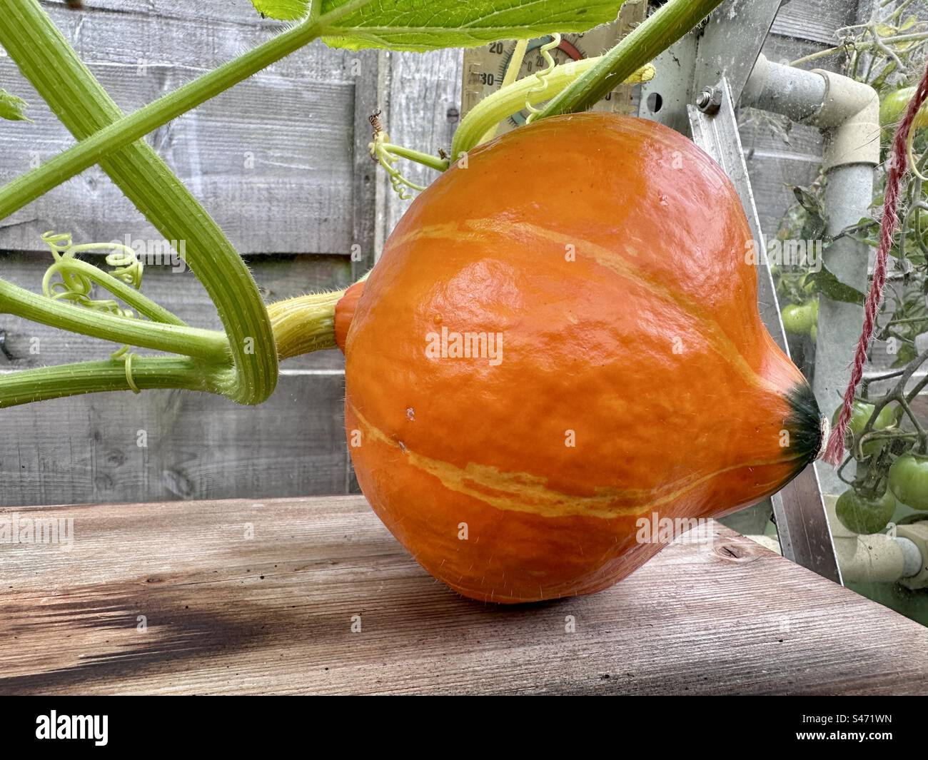 Squash plant growing in a greenhouse Stock Photo Alamy