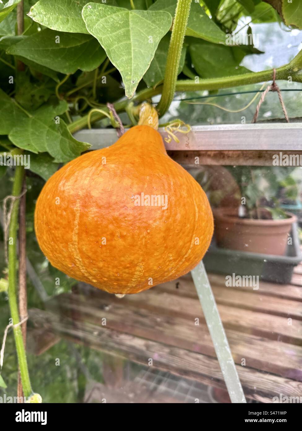 Squash plant growing in a greenhouse Stock Photo Alamy