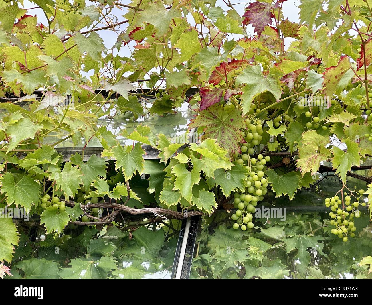 Grape vines over a greenhouse roof - Smartphone Captured Stock Image