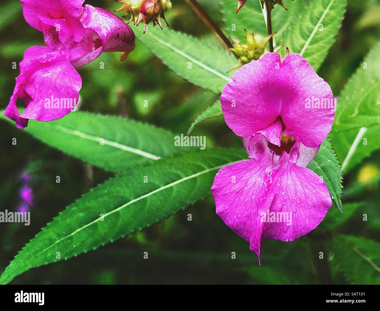 Himalayan balsam flower - Smartphone Captured Stock Image