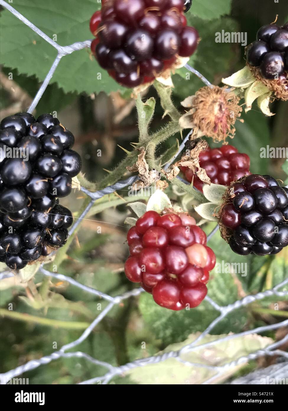 Blackberries ripening on bush zoomed pic Stock Photo