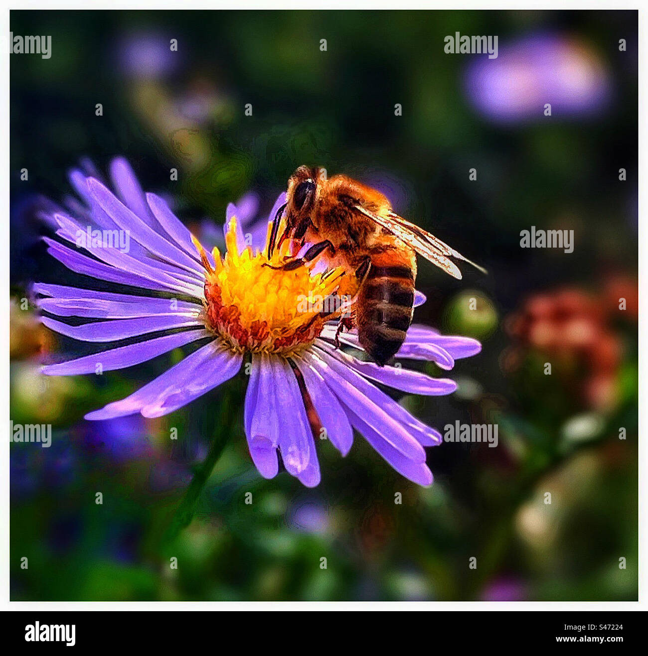 Honey bee on an aster flower. - Smartphone Captured Stock Image