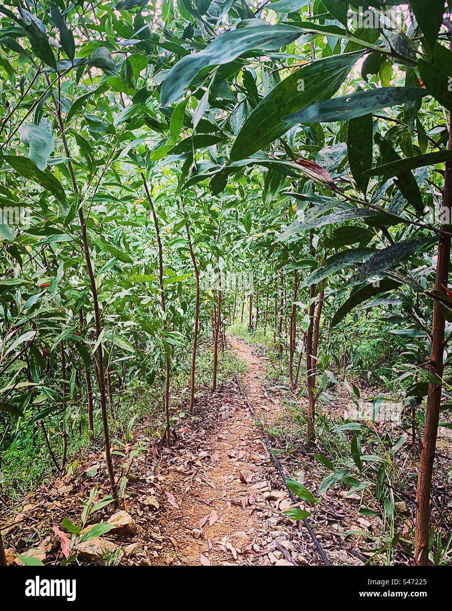 A small road in the forest, North Tra My, Quang Nam, Vietnam - Smartphone Captured Stock Image