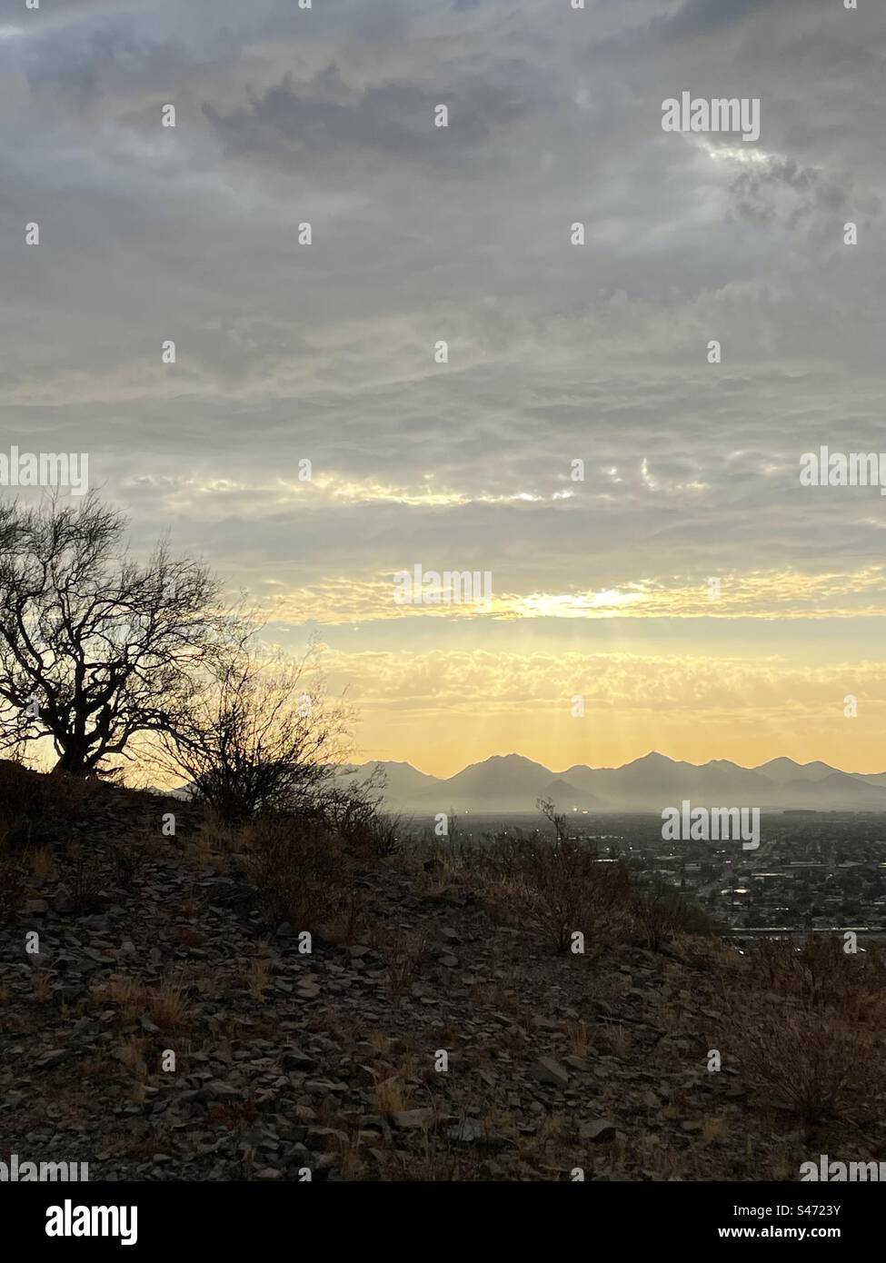 Glorious golden Sunrise, framed by Palo Verde silhouette, McDowell ...