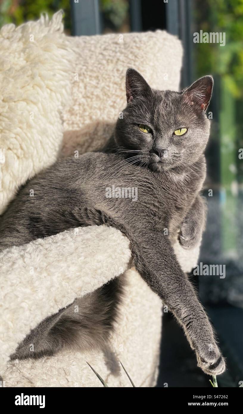 Portrait of a domestic purebred gray cat Stock Photo