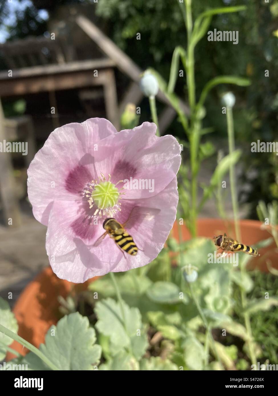 Hover flies being attracted to a purple poppy Stock Photo