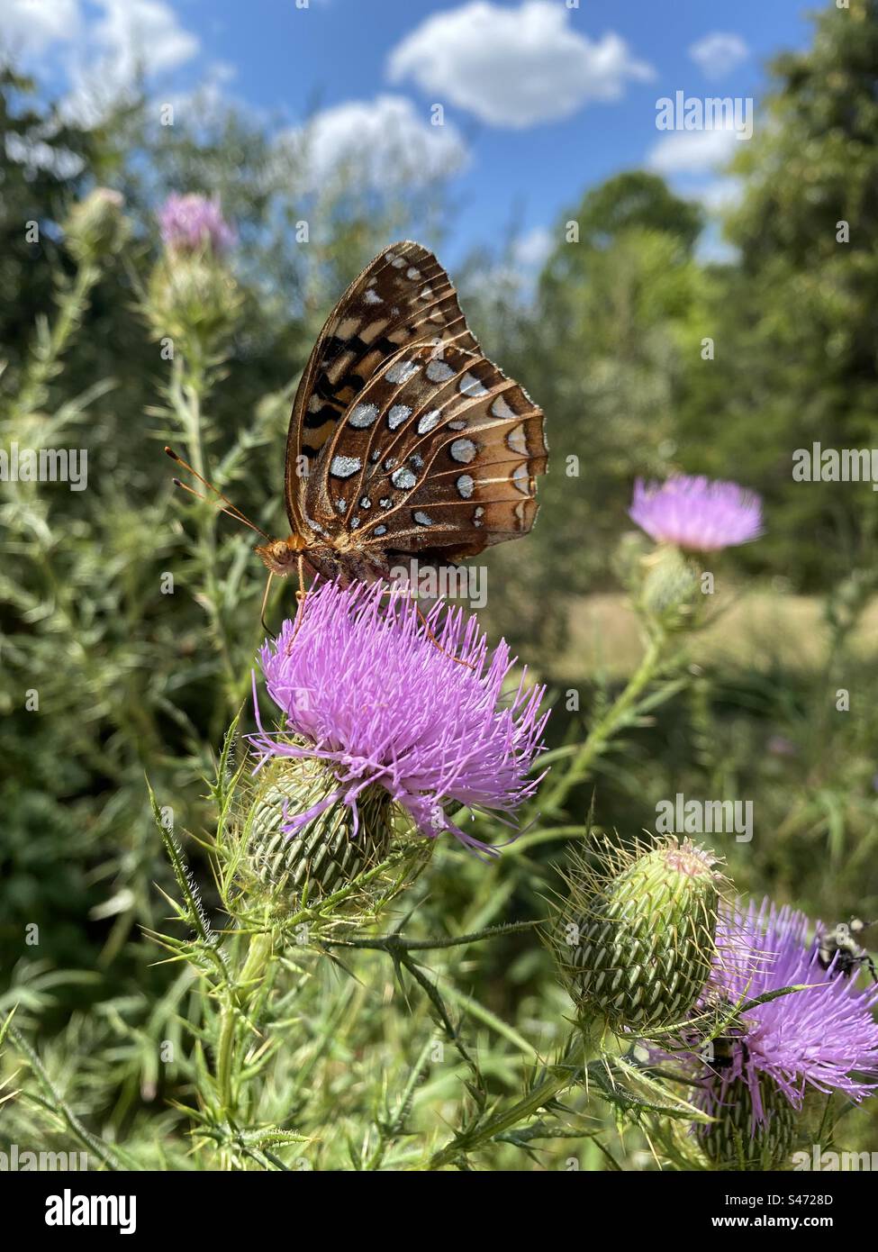 Hackberry emperor butterfly feeding on thistle flower, Shenandoah Valley, Virginia, USA - Smartphone Captured Stock Image