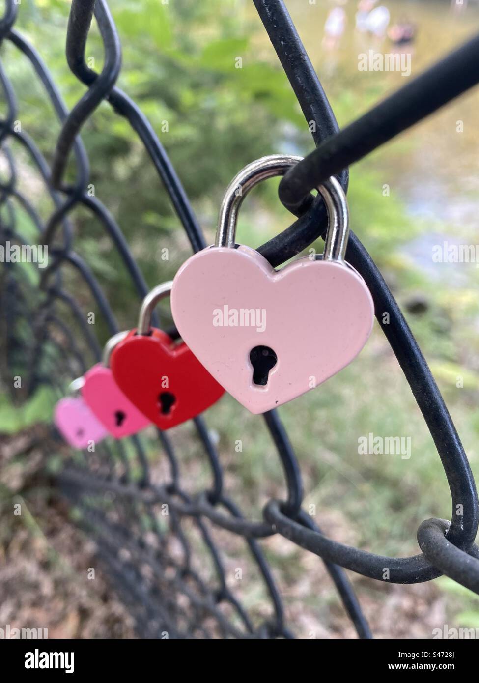 Pink “lovelocks” attached to a chain link fence. - Smartphone Captured Stock Image