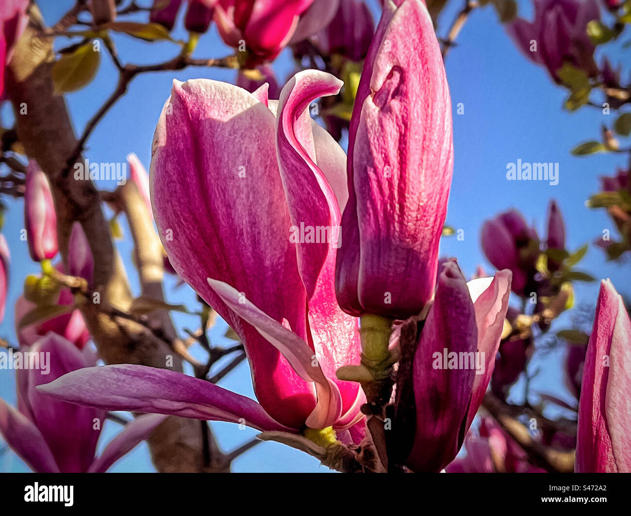 Close-up of purple magnolia flowers and buds of flowering Magnolia liliiflora or Japanese magnolia tree against blue sky on sunny spring day. Focus on foreground. - Smartphone Captured Stock Image