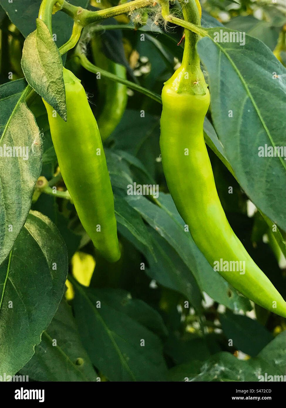Chilli peppers growing. Capsicum frutescens Stock Photo
