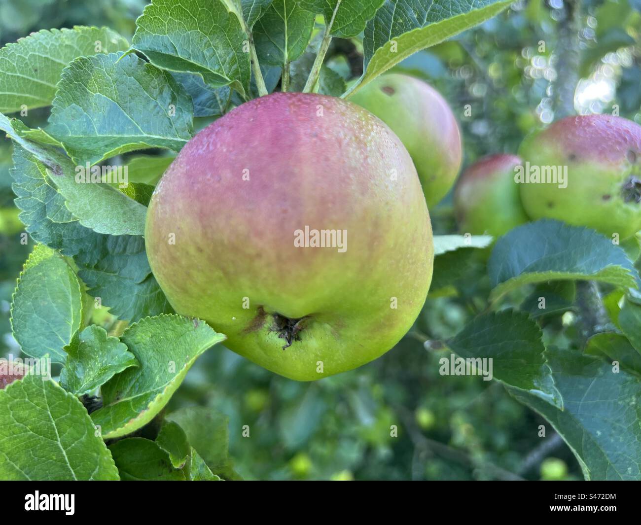 Crimson Bramley Apple on Tree close m-up, with Apples and leaf in the background - Smartphone Captured Stock Image