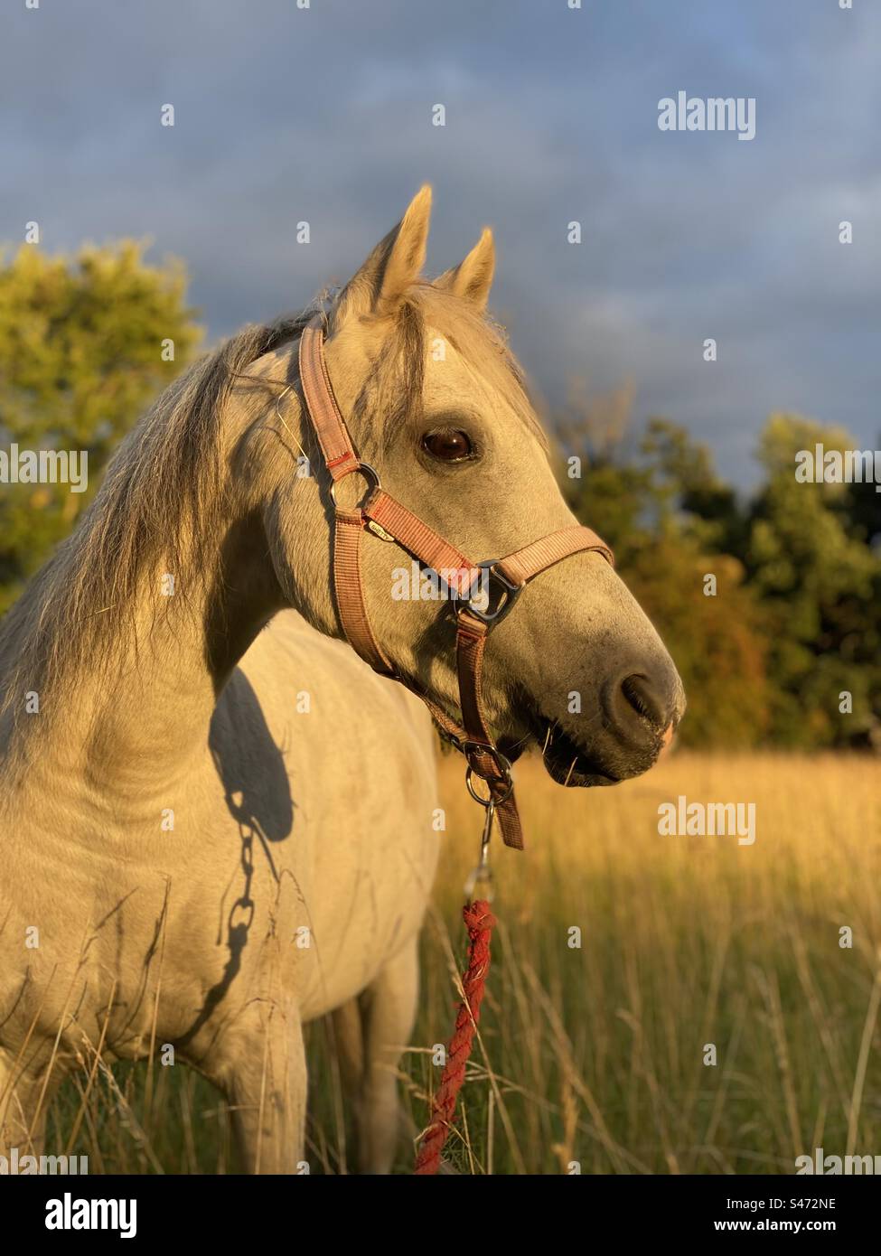 Pony at sunset Stock Photo