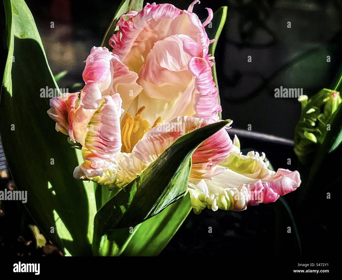 Close-up of pink parrot tulip flowering plant growing in pot outdoors. Focus on foreground. Spring theme. Parrot tulips are a group of cultivars called the Tulipa Parrot Group. Stock Photo