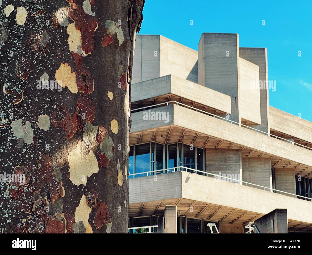 Modern concrete block architecture of National Theatre on London South Bank contrasted against nature and bark of a tree Stock Photo