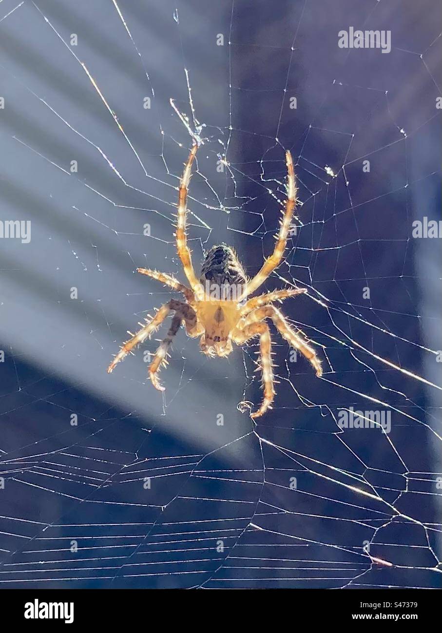 A closeup of an Araneus, a common orb-weaving spider. - Smartphone Captured Stock Image