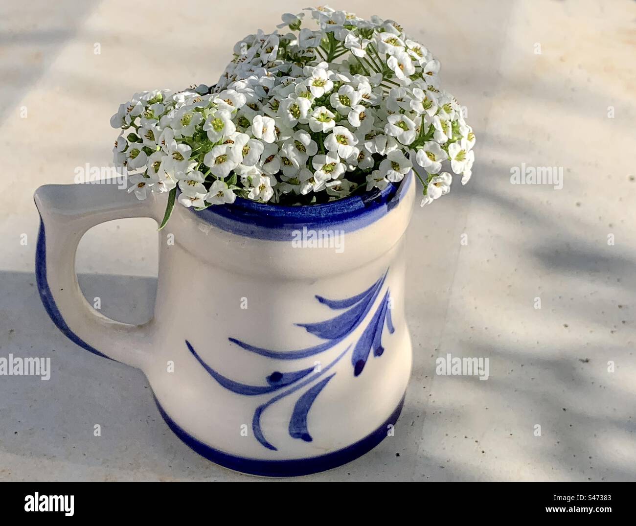 A bunch of tiny white alyssum flowers in a small white & blue jug - Smartphone Captured Stock Image