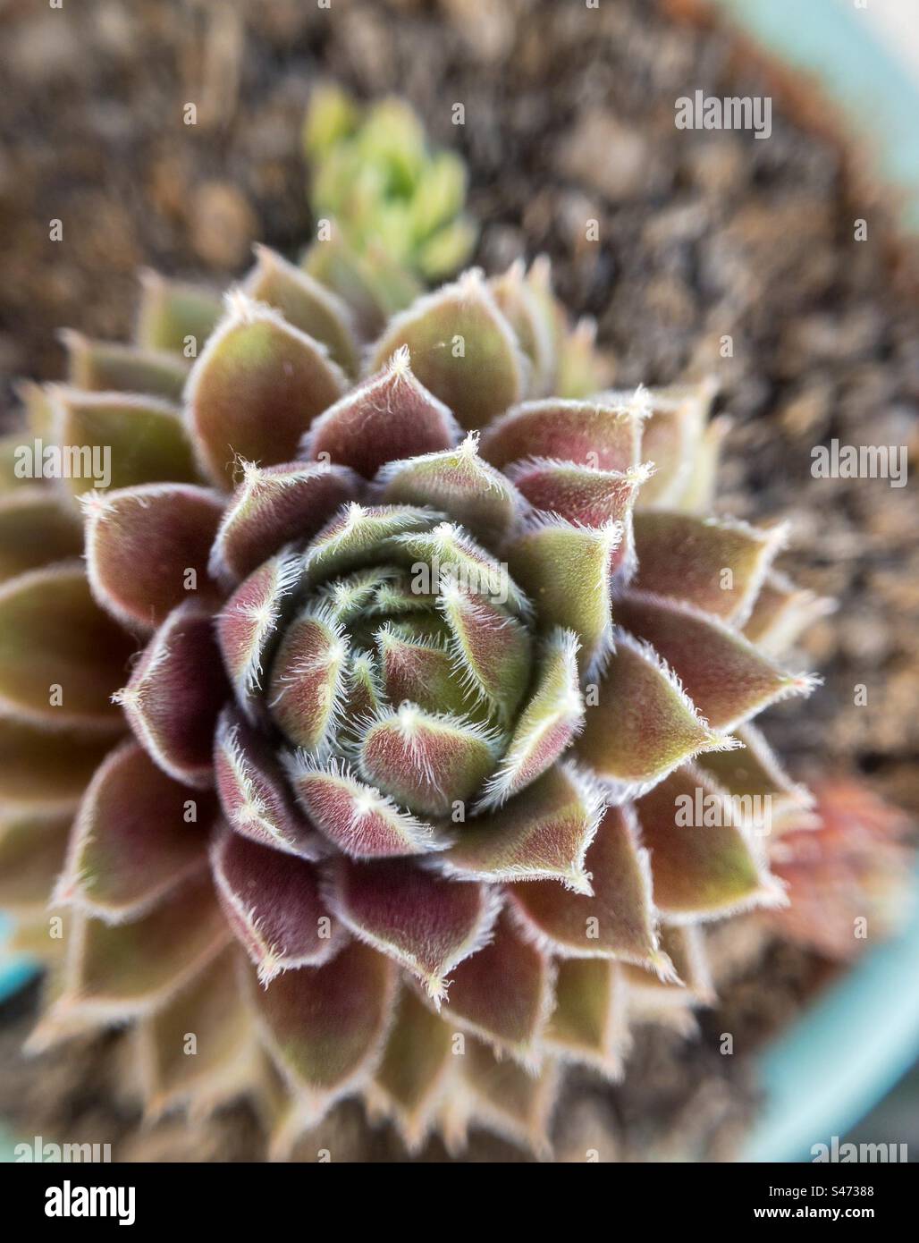 Succulent plant houseleek 'Bronze Pastel' - Smartphone Captured Stock Image