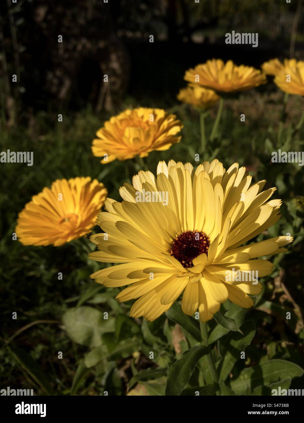 Yellow pot marigold enjoys the late afternoon sun - Smartphone Captured Stock Image