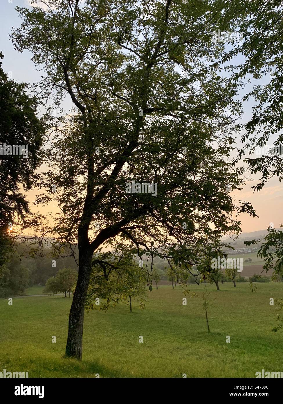 Orange glow of sunset behind tree - Smartphone Captured Stock Image