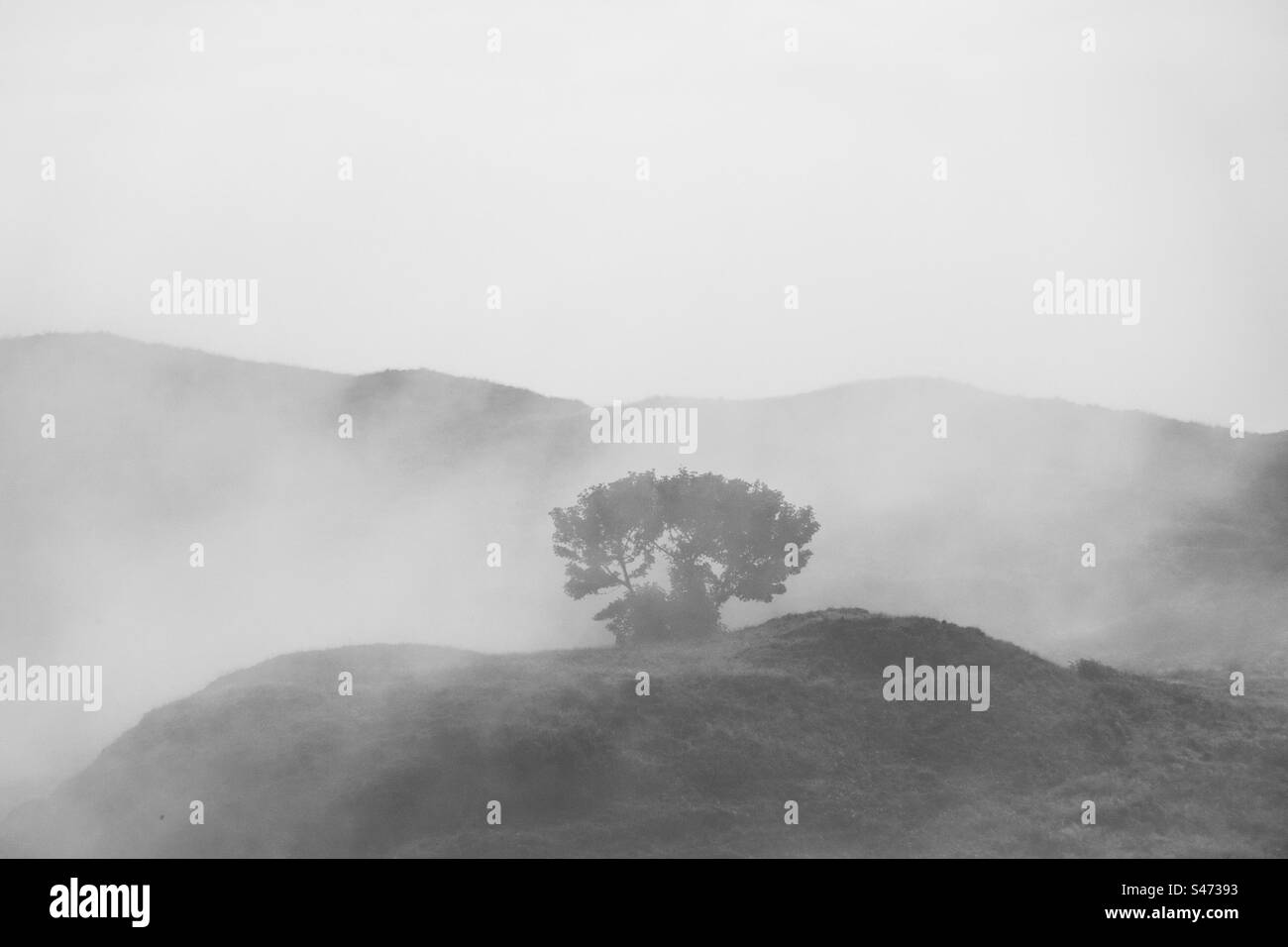 Foggy mountain tree Black and White Stock Photos & Images - Alamy