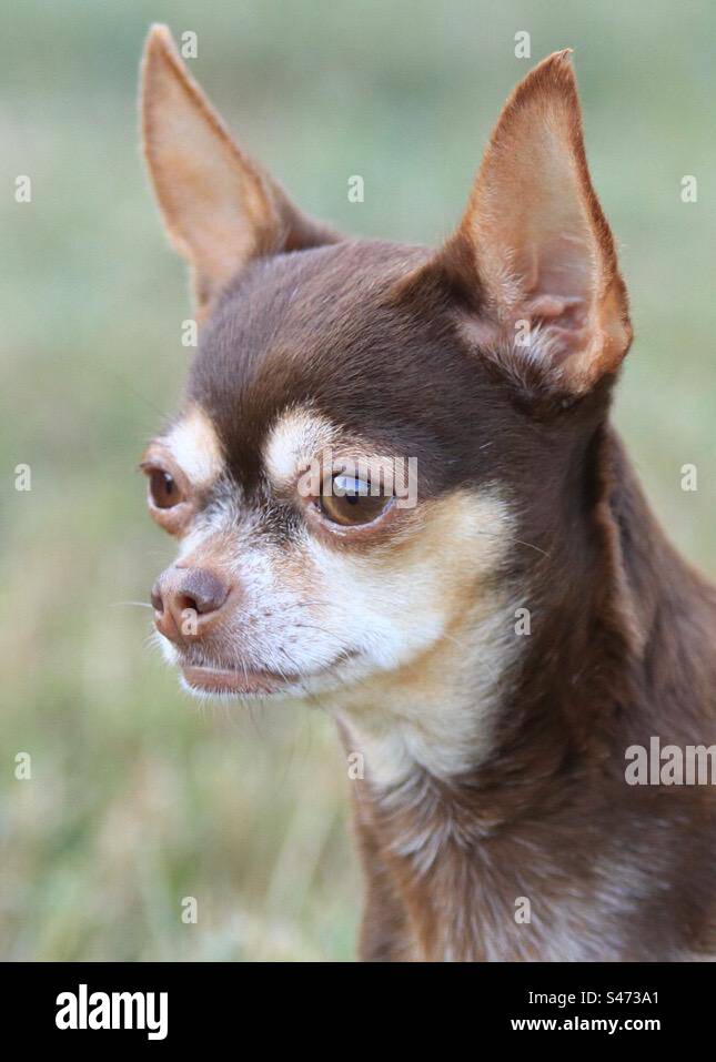 Chiww Chihuahua puppies hi-res stock photography and images - Alamy