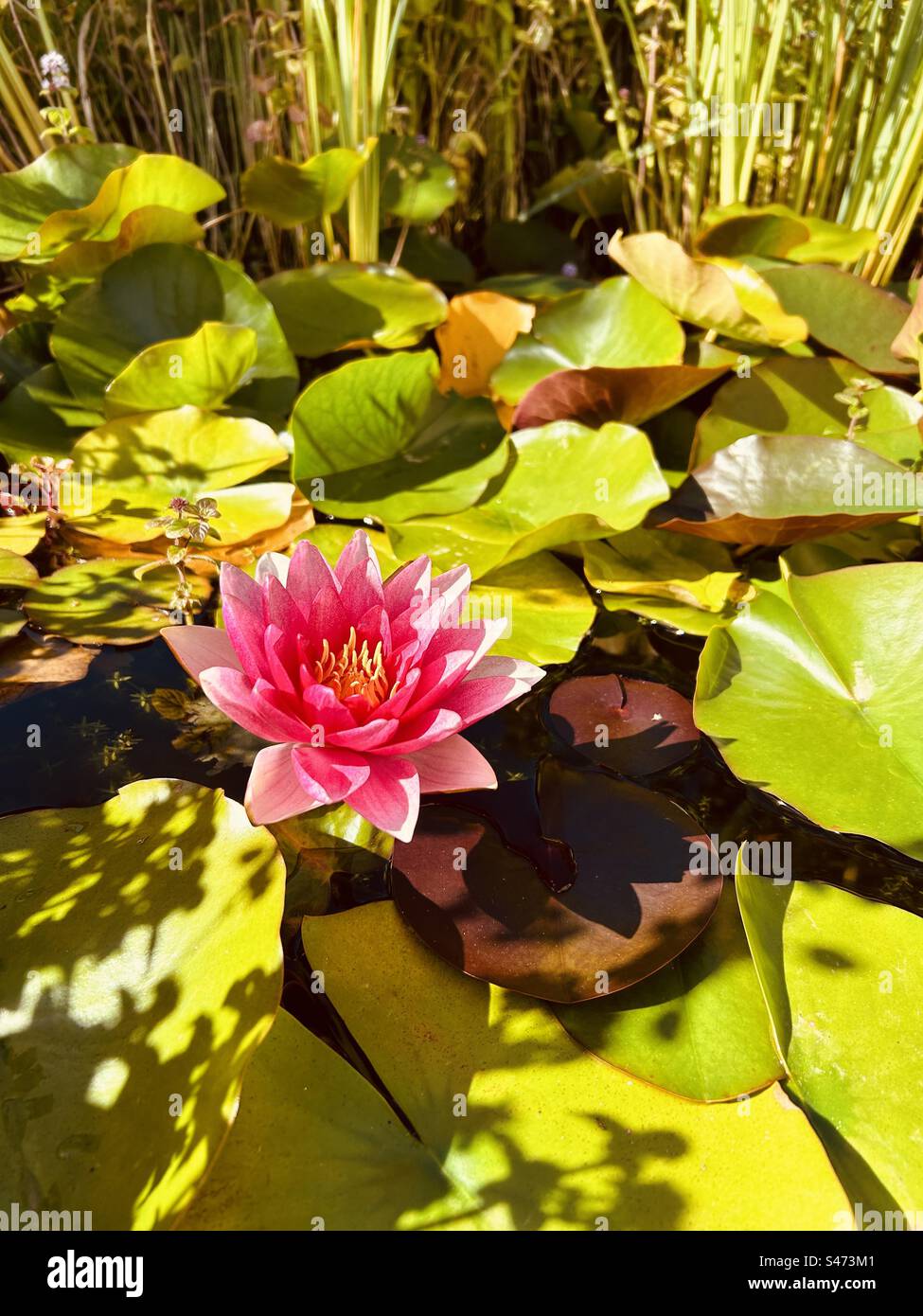 Open pink water lily flower in bloom on the surface of the pond