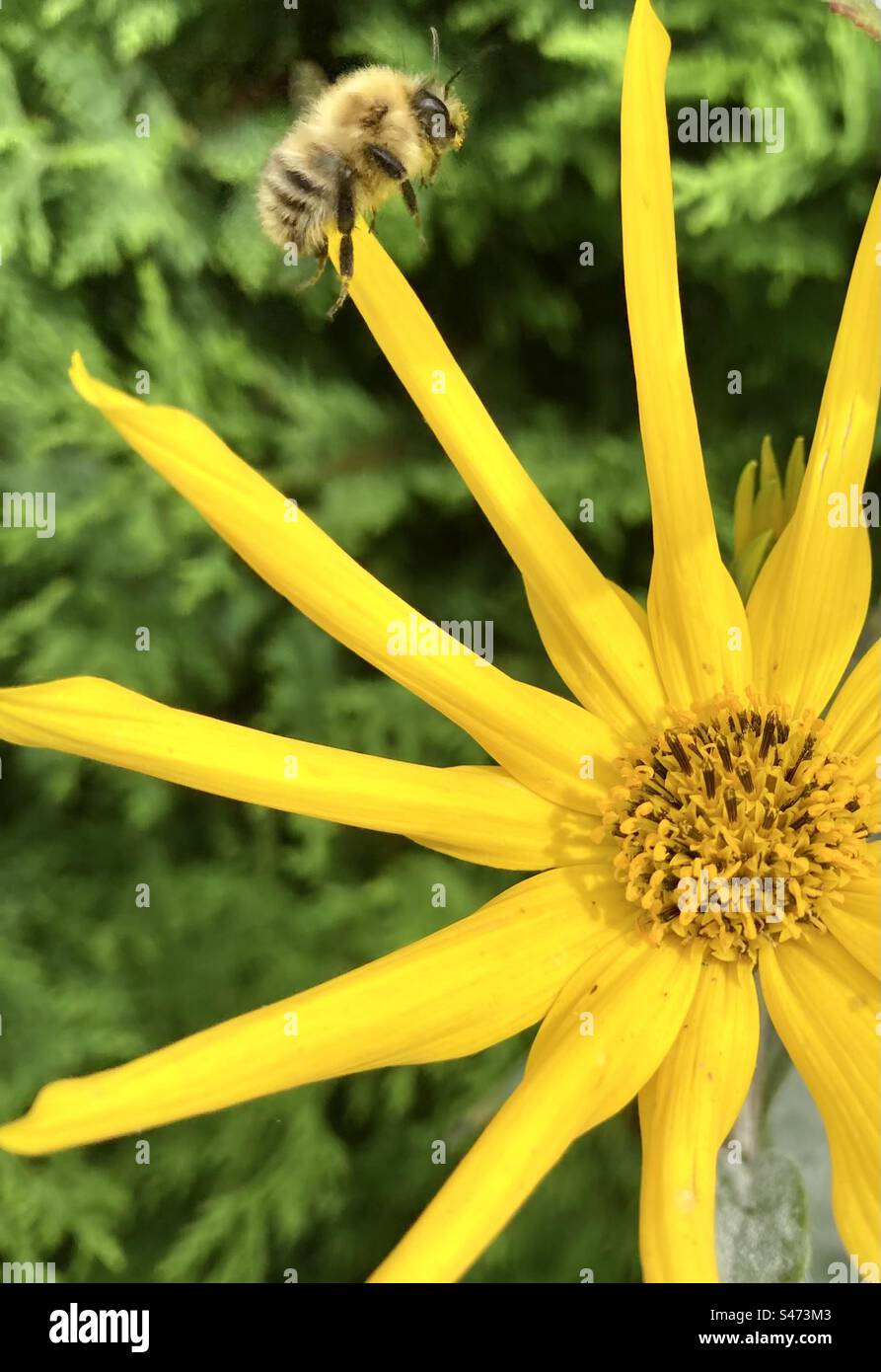 Bee on a flower Stock Photo