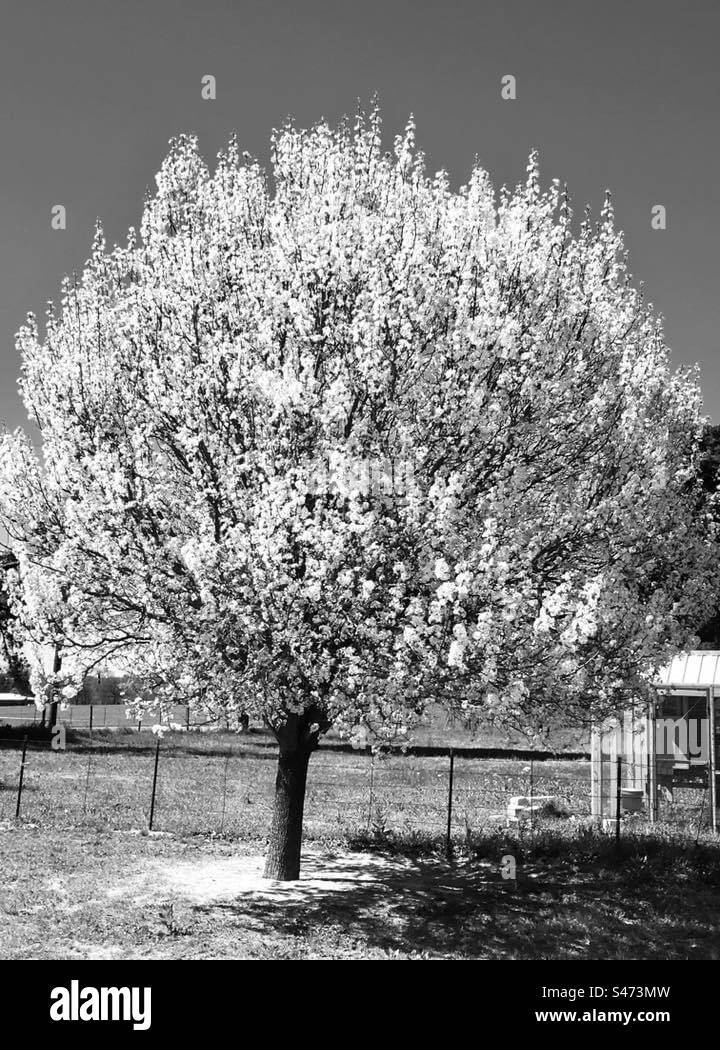 The stunning pear tree Stock Photo Alamy