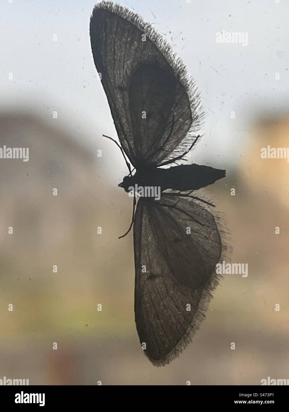 Silhouette symmetry hi-res stock photography and images - Alamy