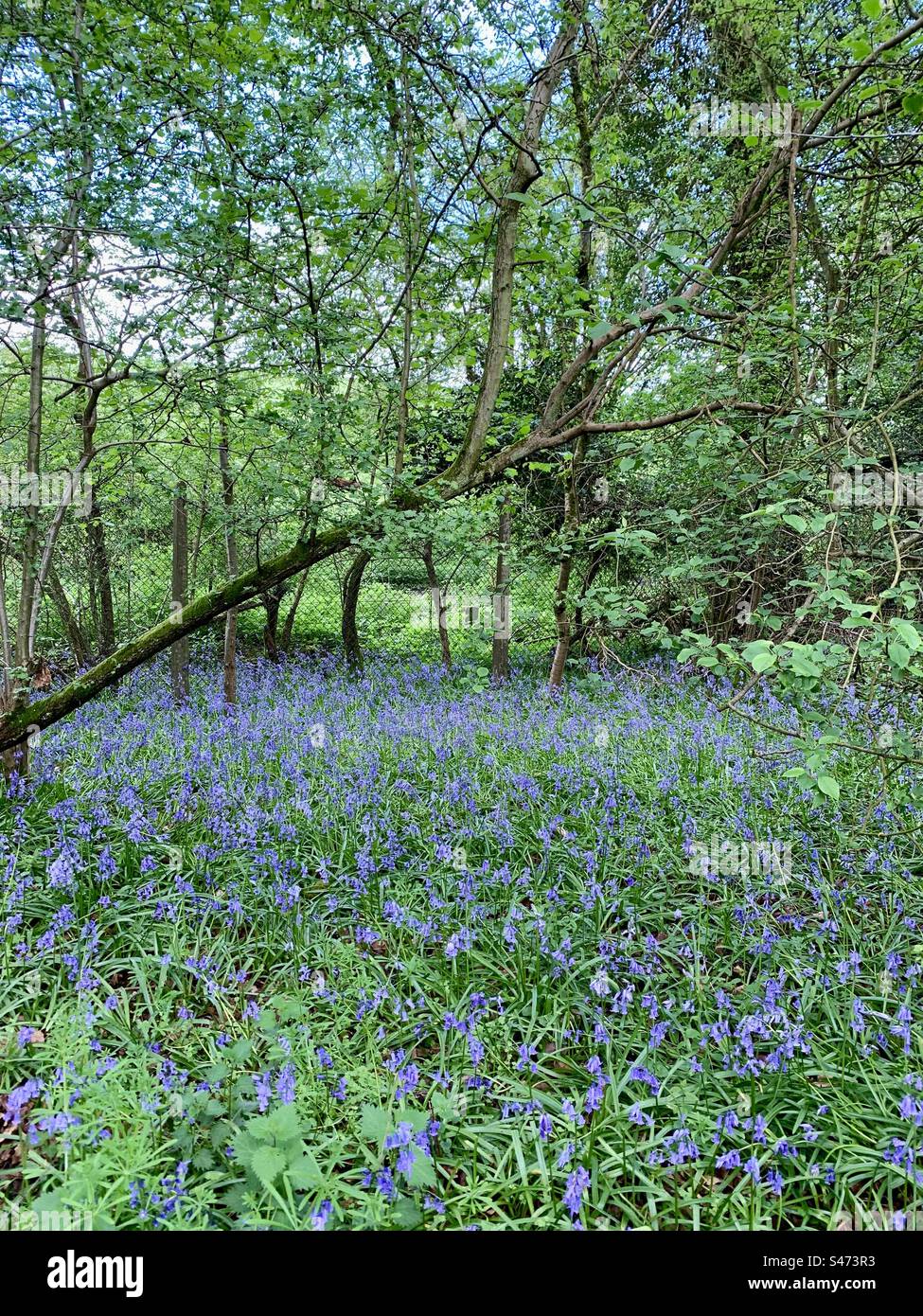Carpet of bluebells in bluebell wood - Smartphone Captured Stock Image