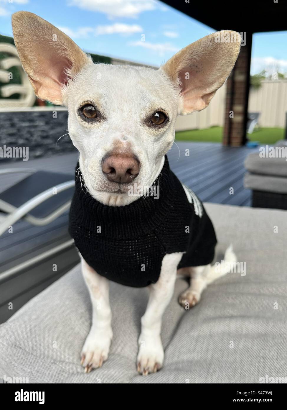 Small Dog Wearing Sweater Stock Photo - Alamy