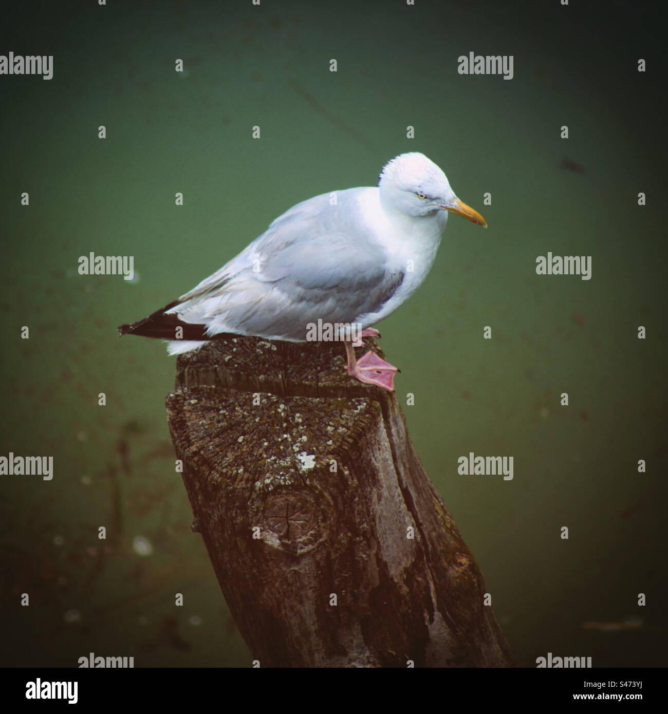 seagull on a wood pillar in the sea - Smartphone Captured Stock Image