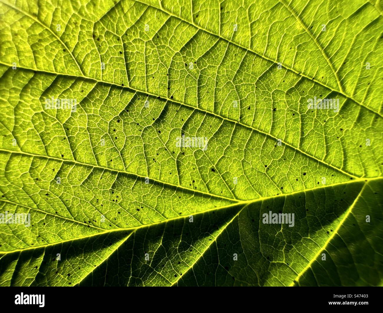 Green raspberry leaf - Smartphone Captured Stock Image