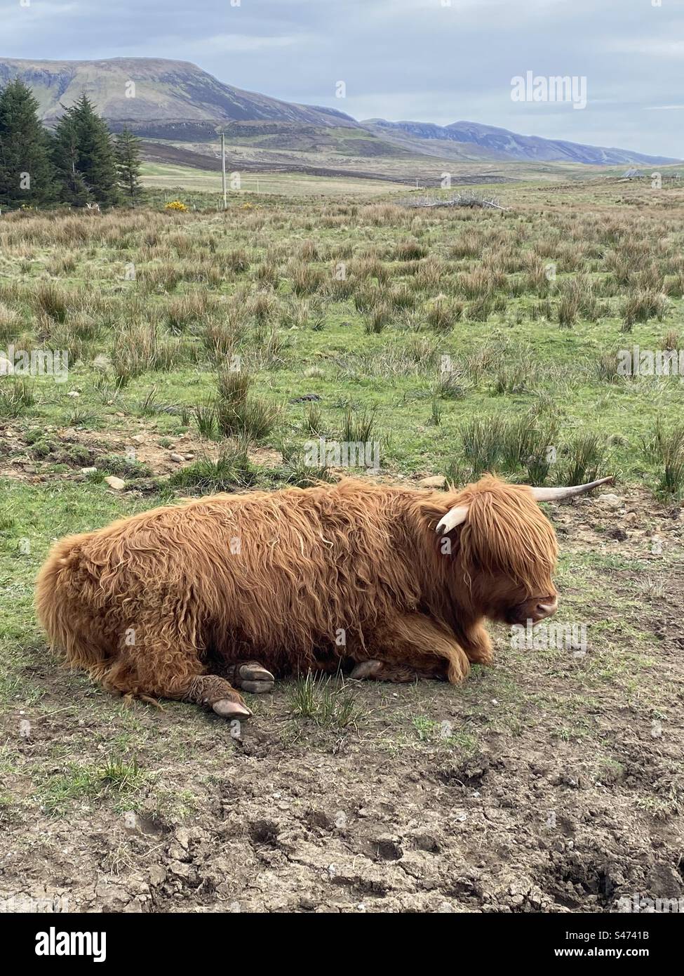 Highland cow isle of skye hi-res stock photography and images - Alamy