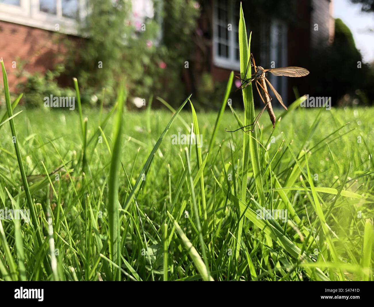 Crane fly on a blade of grass on a lawn in summer, England, United Kingdom - Smartphone Captured Stock Image