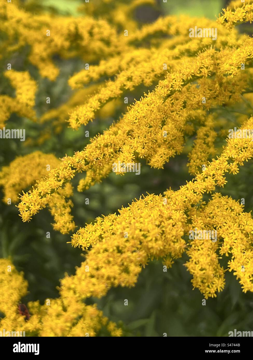 Close up of yellow goldenrod plant. Stock Photo