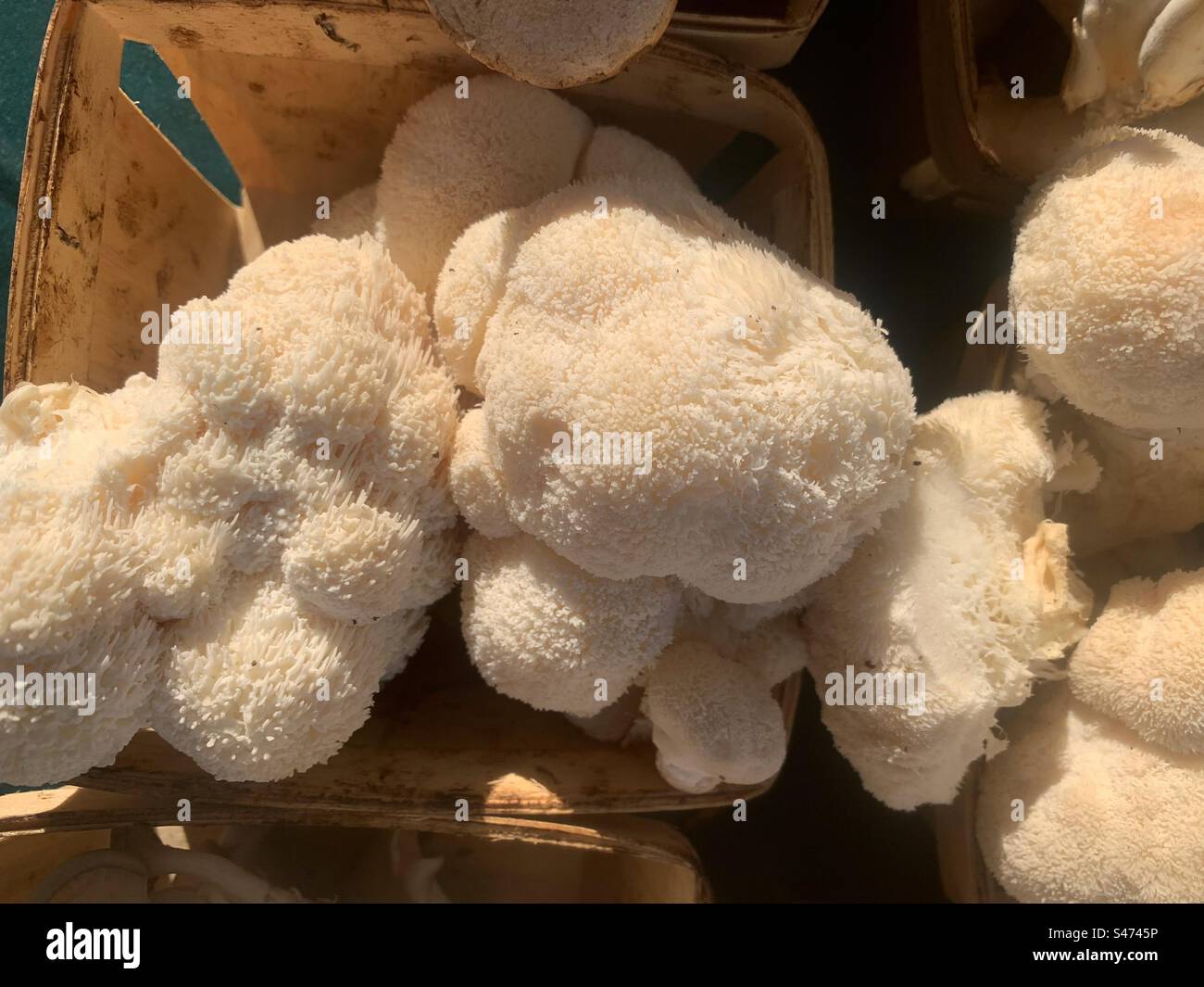 Super rare and nutritious lions mane mushrooms for sale. Stock Photo