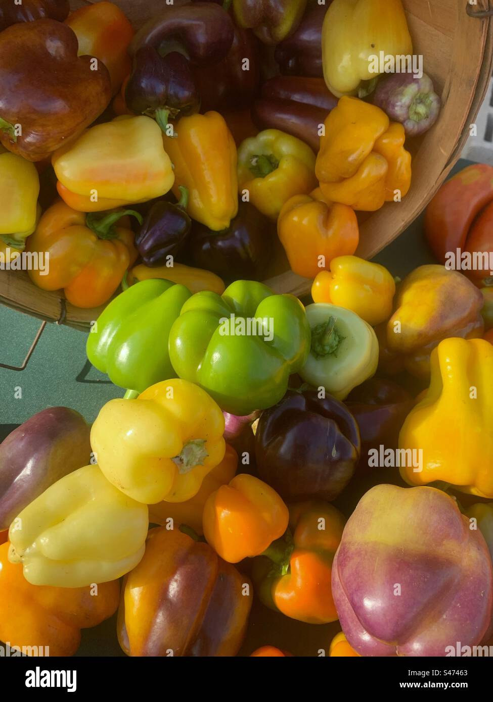 Many flavorful and colorful peppers for sale at the local farmers market. - Smartphone Captured Stock Image