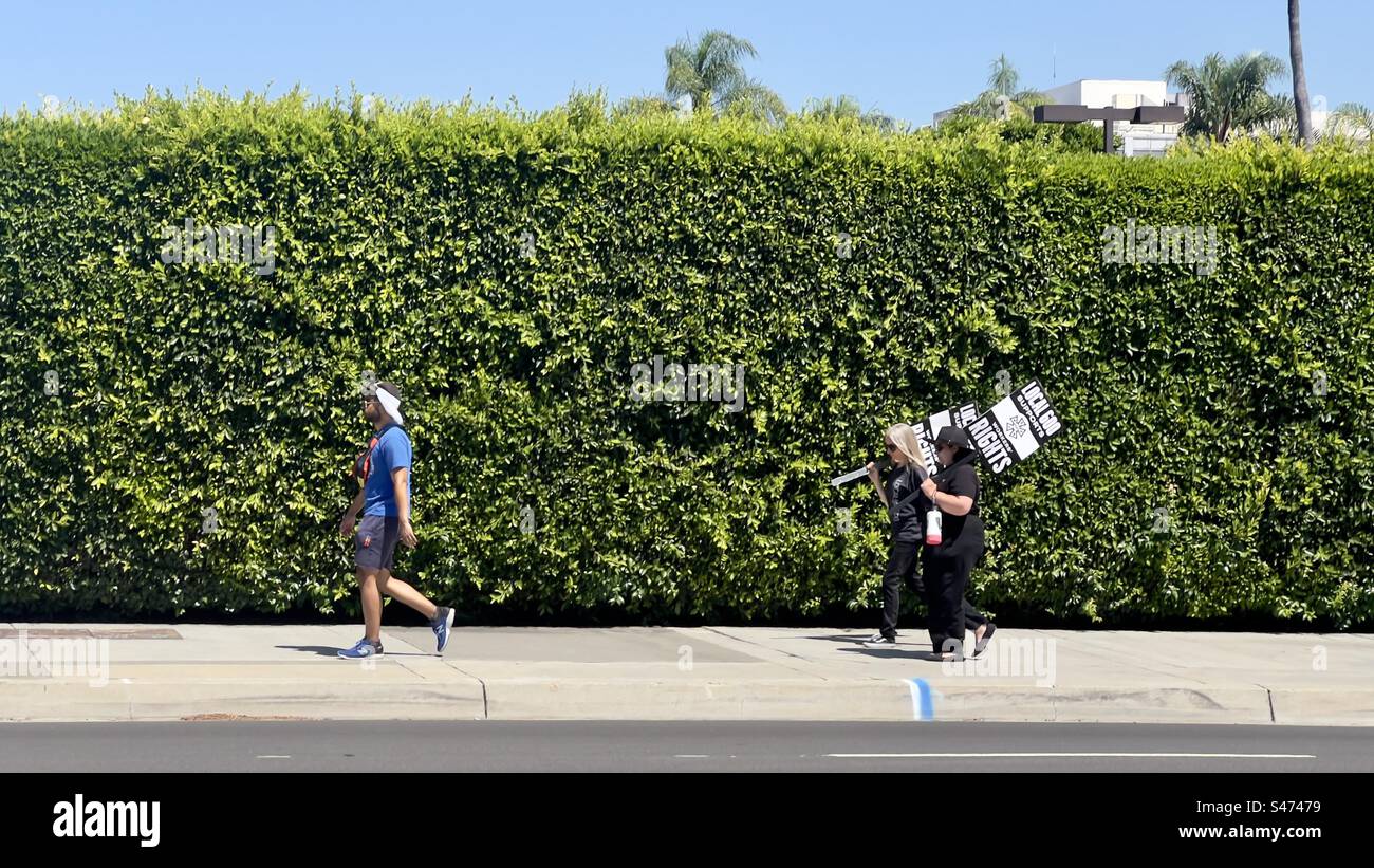 LOS ANGELES, CA, JUN 30, 2023: members of IATSE Local 600 camera union, carrying placards and walk walking past a tall hedge in Hollywood during strike by actors and writers - Smartphone Captured Stock Image