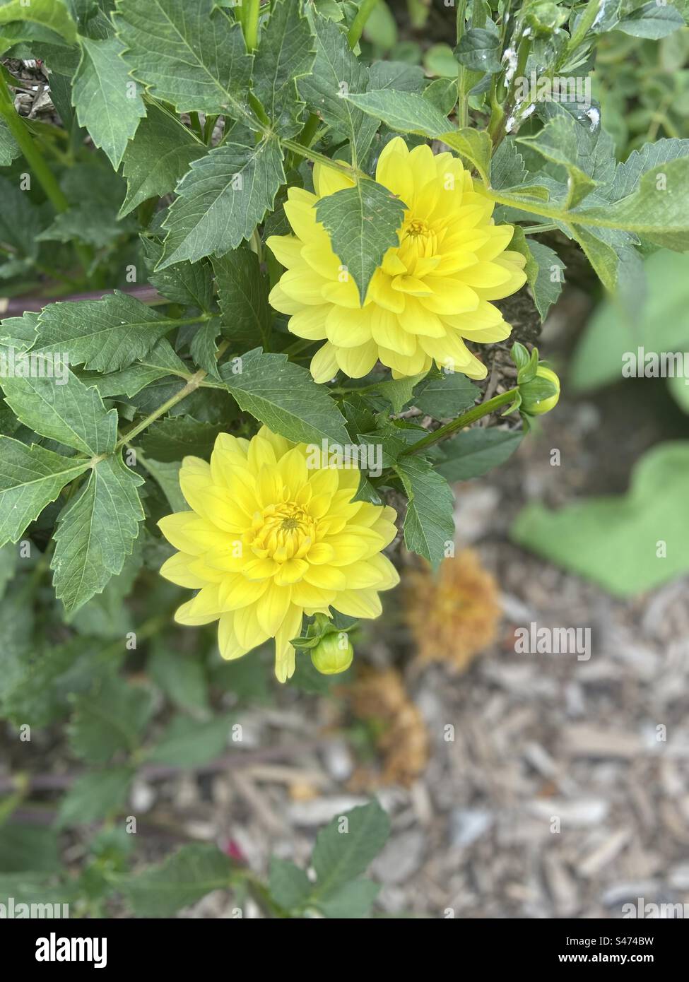 Yellow Dahlia Stock Photo