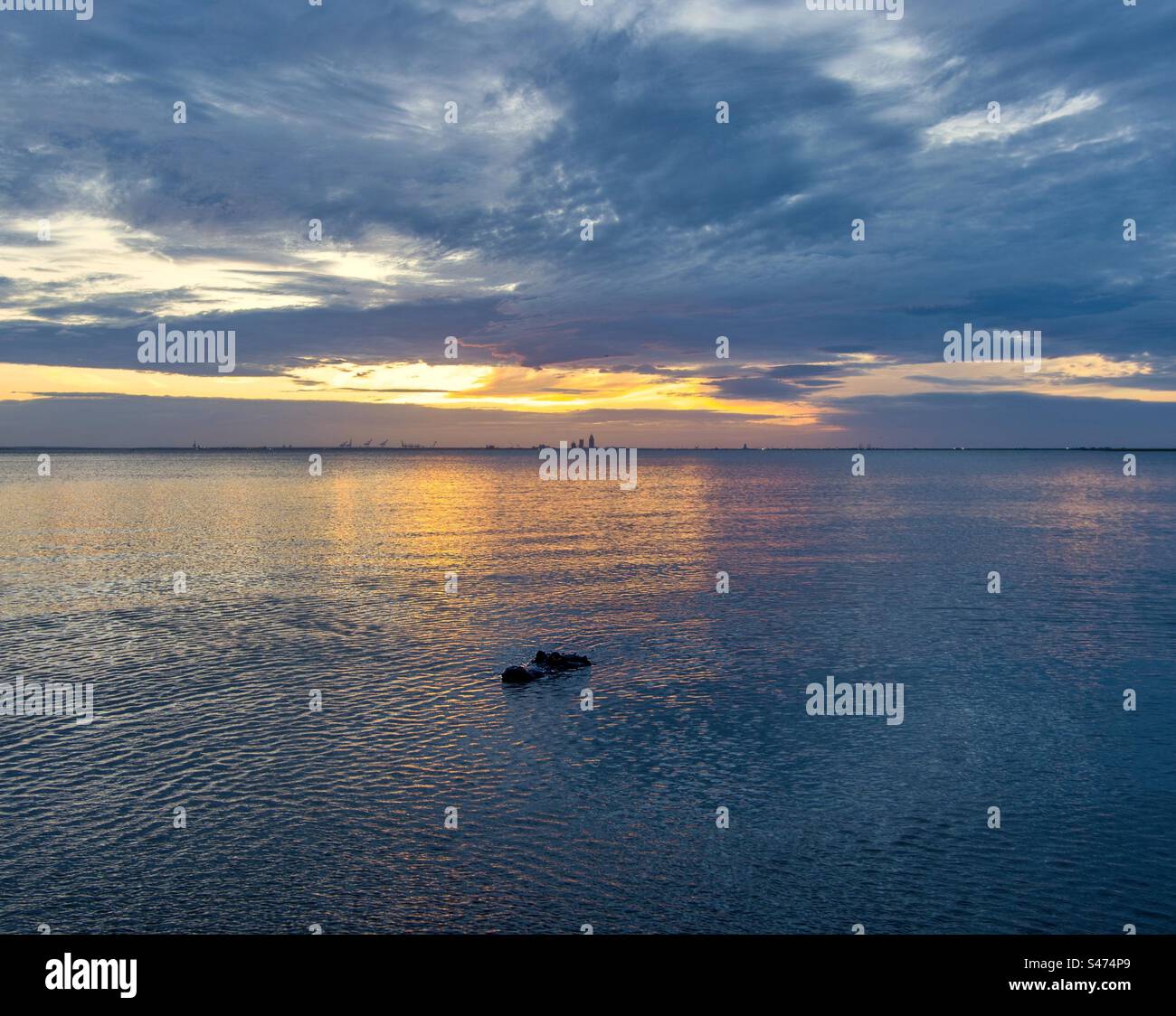American Alligator surfaces at sunset Stock Photo