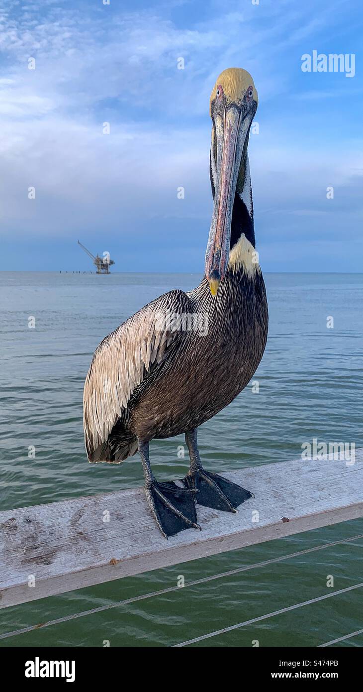Pelican glares at me in Gulf Shores Stock Photo
