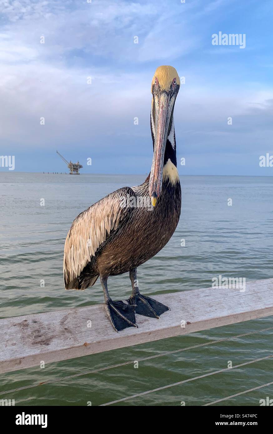 Pelican on the Gulf Coast Stock Photo