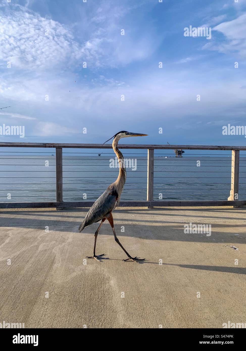 Great Blue Heron - Smartphone Captured Stock Image