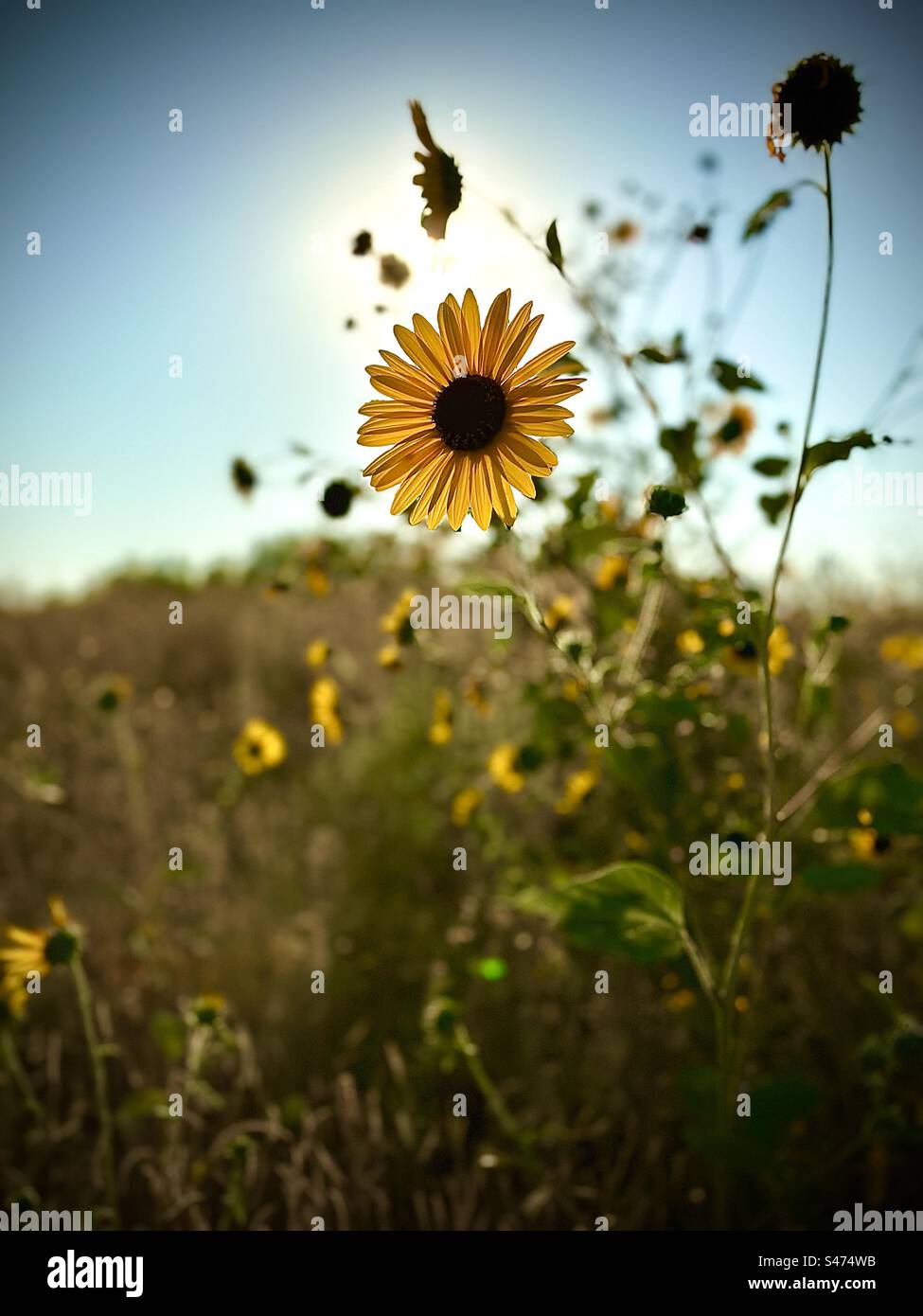 A Kansas sunflower in a field backlit by the sun - Smartphone Captured Stock Image