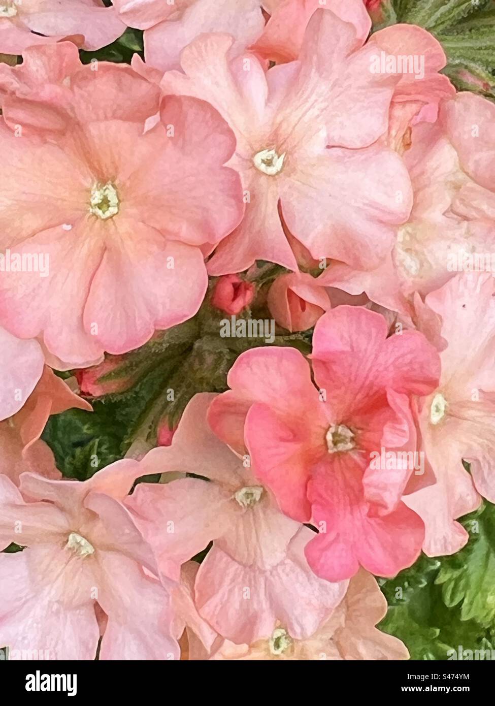 Cluster of small flowers hi-res stock photography and images - Alamy