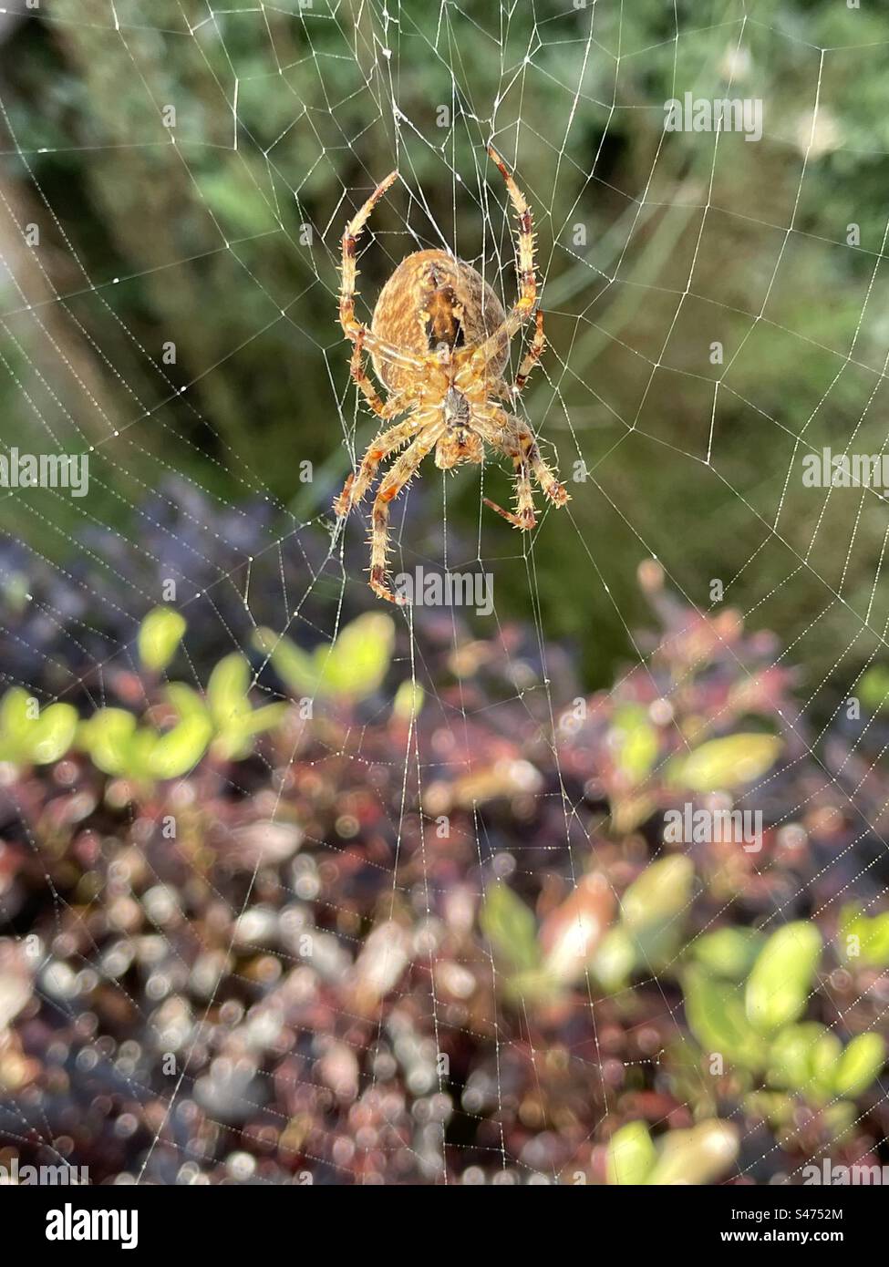 Garden spider (Araneus diadematus) in its web. Stock Photo