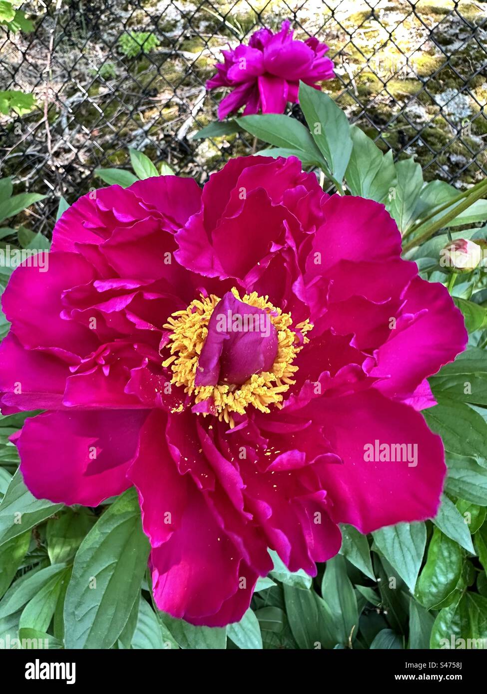 Sturdy and healthy with a compact habit, this heirloom peony blooms profusely, once established.  Its bright pink, 15 cm double flowers feature large guard petals. - Smartphone Captured Stock Image