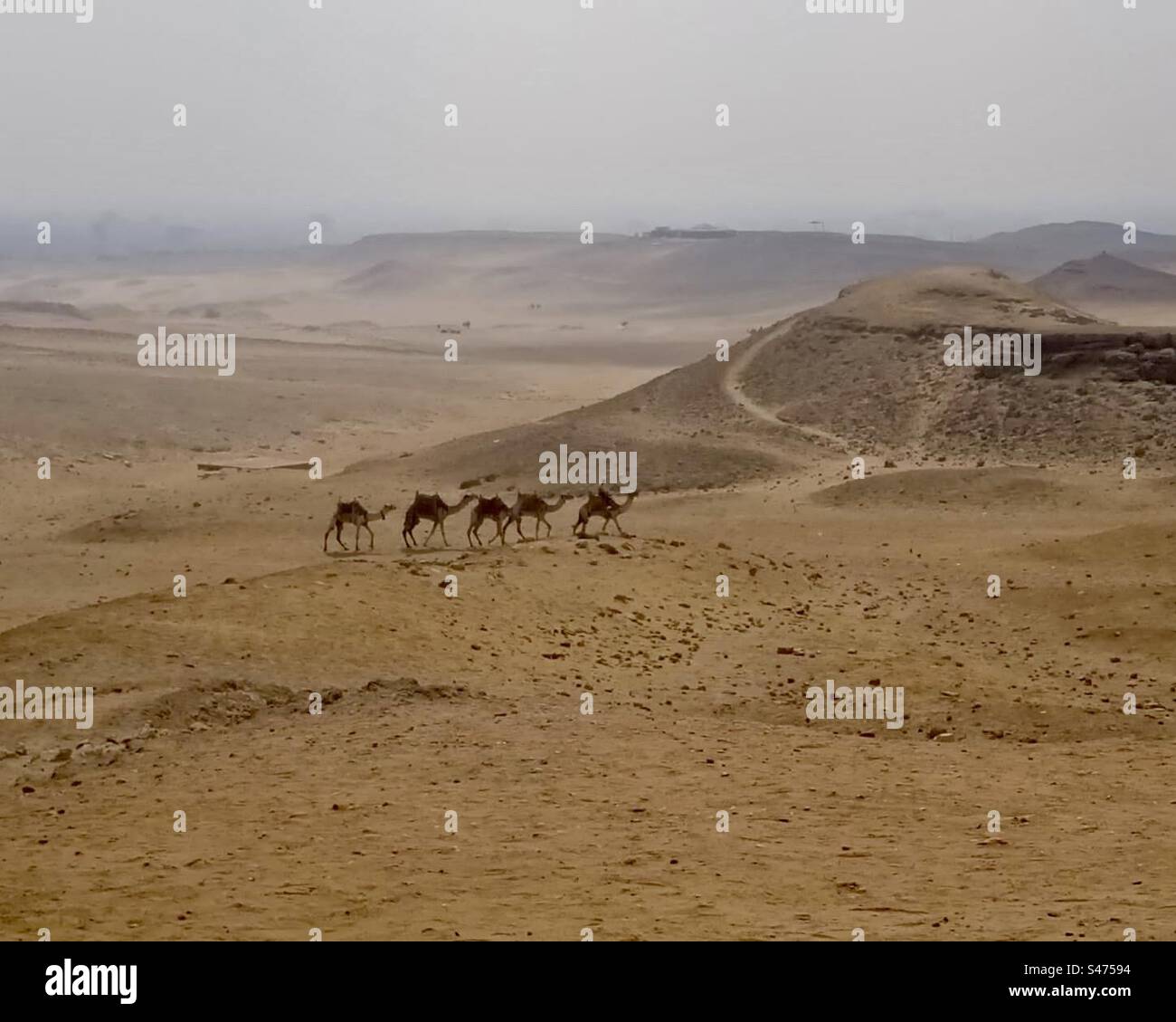 Desert - Smartphone Captured Stock Image